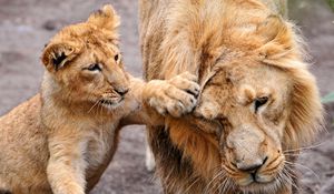 Preview wallpaper lion, lion cub, lioness, care, family