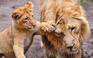 Preview wallpaper lion, lion cub, lioness, care, family