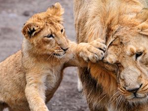 Preview wallpaper lion, lion cub, lioness, care, family