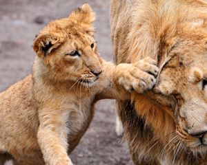 Preview wallpaper lion, lion cub, lioness, care, family