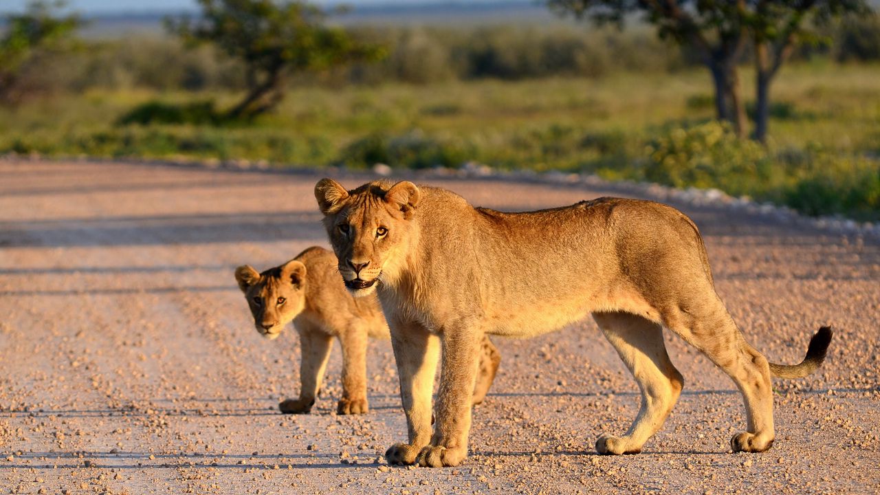 Wallpaper lion, lion cub, road