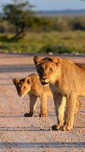 Preview wallpaper lion, lion cub, road