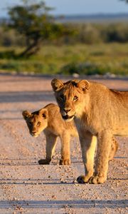 Preview wallpaper lion, lion cub, road