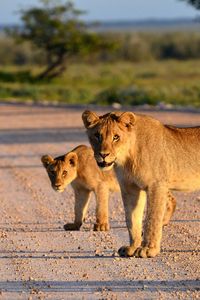 Preview wallpaper lion, lion cub, road