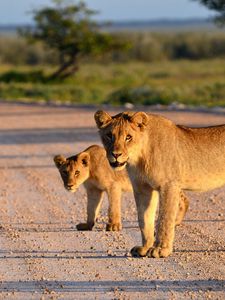 Preview wallpaper lion, lion cub, road