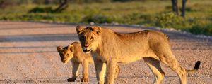 Preview wallpaper lion, lion cub, road