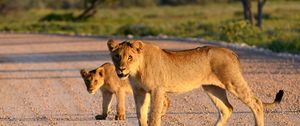 Preview wallpaper lion, lion cub, road