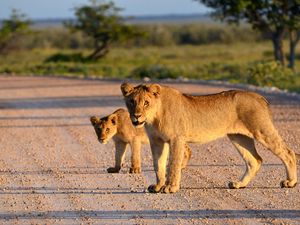 Preview wallpaper lion, lion cub, road