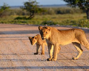 Preview wallpaper lion, lion cub, road