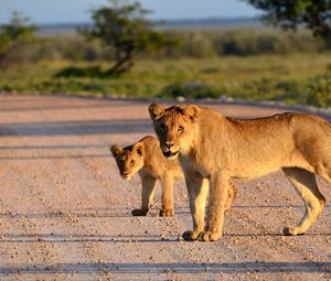 Preview wallpaper lion, lion cub, road