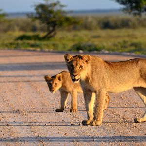 Preview wallpaper lion, lion cub, road