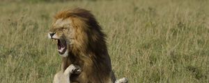 Preview wallpaper lion, lioness, affection, love, predators