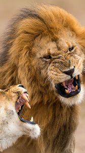 Preview wallpaper lion, lioness, aggression, teeth