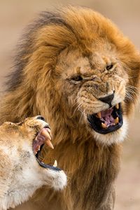 Preview wallpaper lion, lioness, aggression, teeth