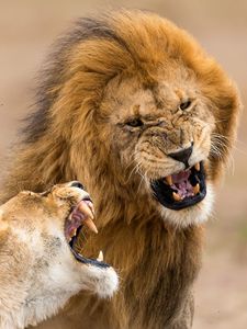 Preview wallpaper lion, lioness, aggression, teeth