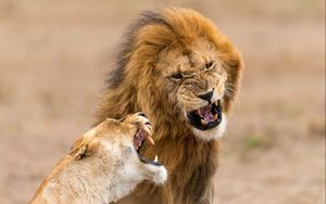 Preview wallpaper lion, lioness, aggression, teeth