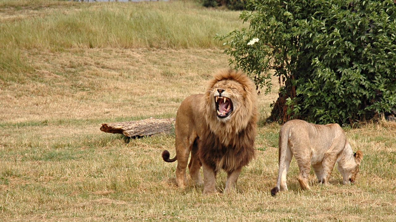 Wallpaper lion, lioness, aggression, hunting, grass, field, timber, wood