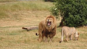 Preview wallpaper lion, lioness, aggression, hunting, grass, field, timber, wood