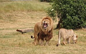 Preview wallpaper lion, lioness, aggression, hunting, grass, field, timber, wood