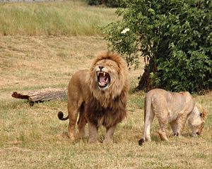 Preview wallpaper lion, lioness, aggression, hunting, grass, field, timber, wood