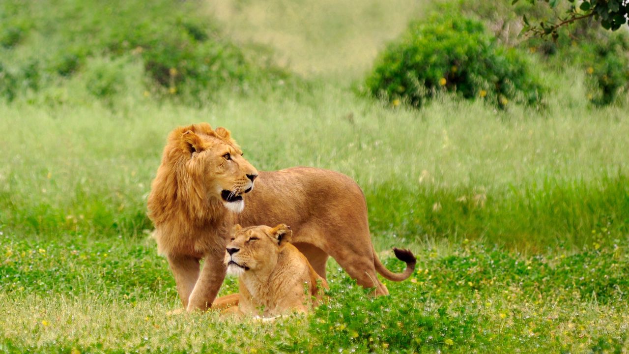 Wallpaper lion, lioness, couple, grass, lie, predators