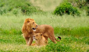 Preview wallpaper lion, lioness, couple, grass, lie, predators