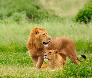 Preview wallpaper lion, lioness, couple, grass, lie, predators