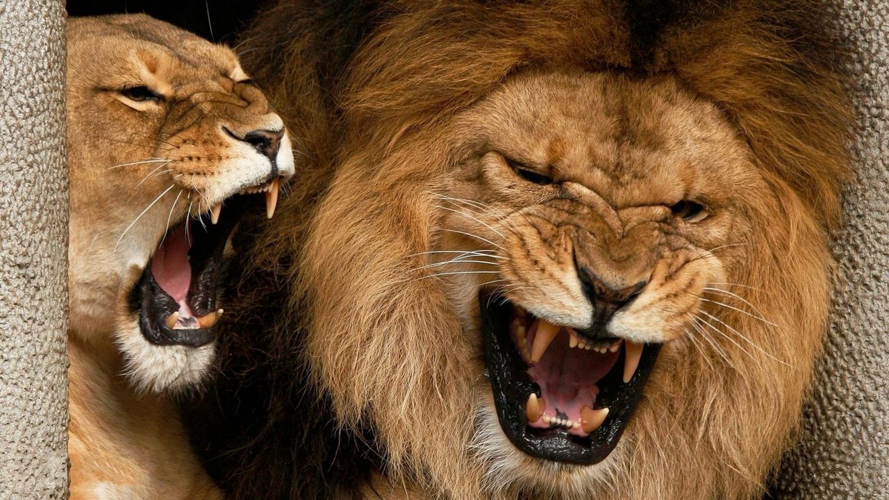 Wallpaper lion, lioness, couple, aggression, teeth