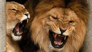 Preview wallpaper lion, lioness, couple, aggression, teeth