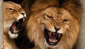 Preview wallpaper lion, lioness, couple, aggression, teeth