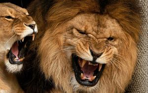 Preview wallpaper lion, lioness, couple, aggression, teeth