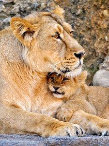 Preview wallpaper lion, lioness, couple, baby