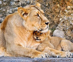 Preview wallpaper lion, lioness, couple, baby