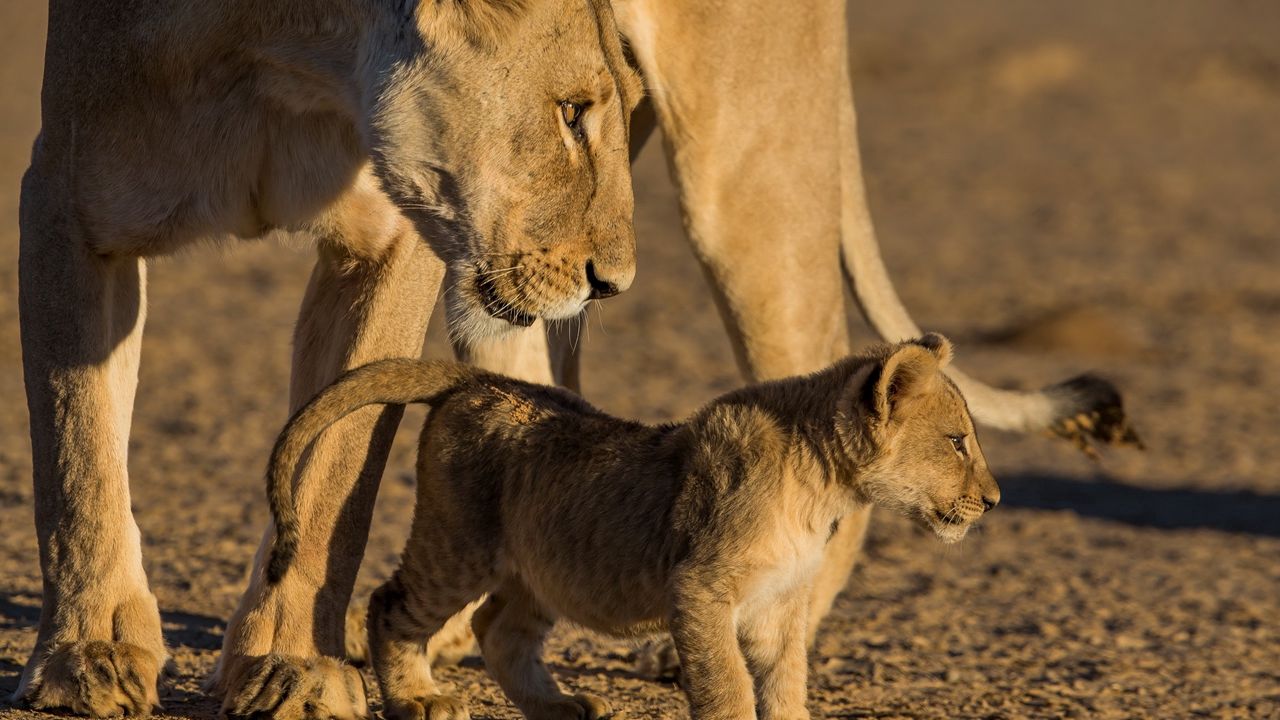 Wallpaper lion, lioness, cub, caring