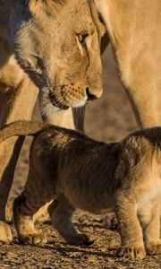 Preview wallpaper lion, lioness, cub, caring