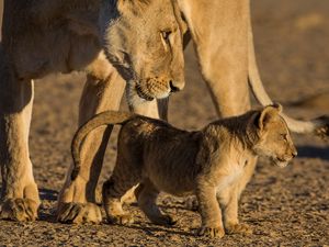 Preview wallpaper lion, lioness, cub, caring