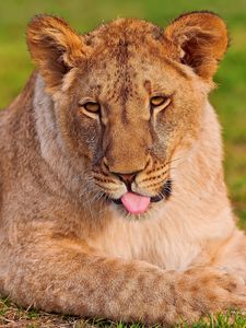 Preview wallpaper lion, lioness, face, grass