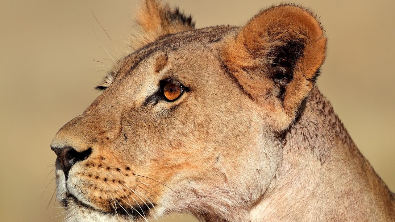 Wallpaper lion, lioness, face, profile