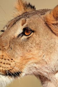 Preview wallpaper lion, lioness, face, profile