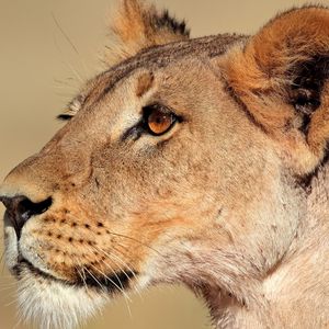 Preview wallpaper lion, lioness, face, profile