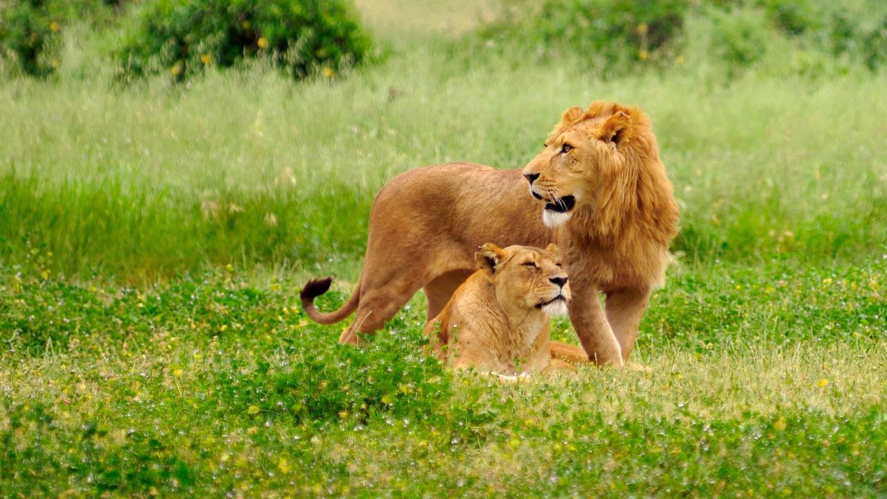 Wallpaper lion, lioness, field, grass, family, care