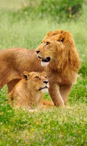 Preview wallpaper lion, lioness, field, grass, family, care