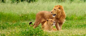 Preview wallpaper lion, lioness, field, grass, family, care