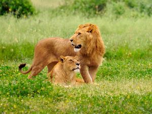 Preview wallpaper lion, lioness, field, grass, family, care