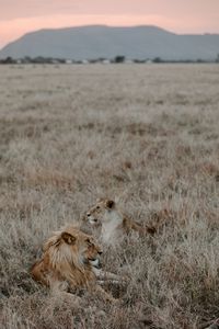 Preview wallpaper lion, lioness, grass, mountains