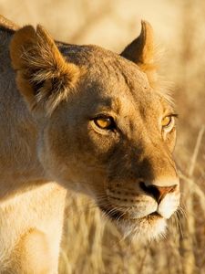 Preview wallpaper lion, lioness, grass, hunting