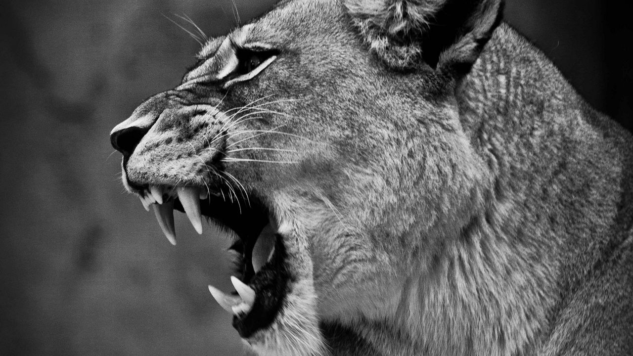 Wallpaper lion, lioness, grin, bw, predator, big cat