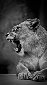 Preview wallpaper lion, lioness, grin, bw, predator, big cat