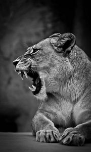 Preview wallpaper lion, lioness, grin, bw, predator, big cat