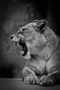 Preview wallpaper lion, lioness, grin, bw, predator, big cat